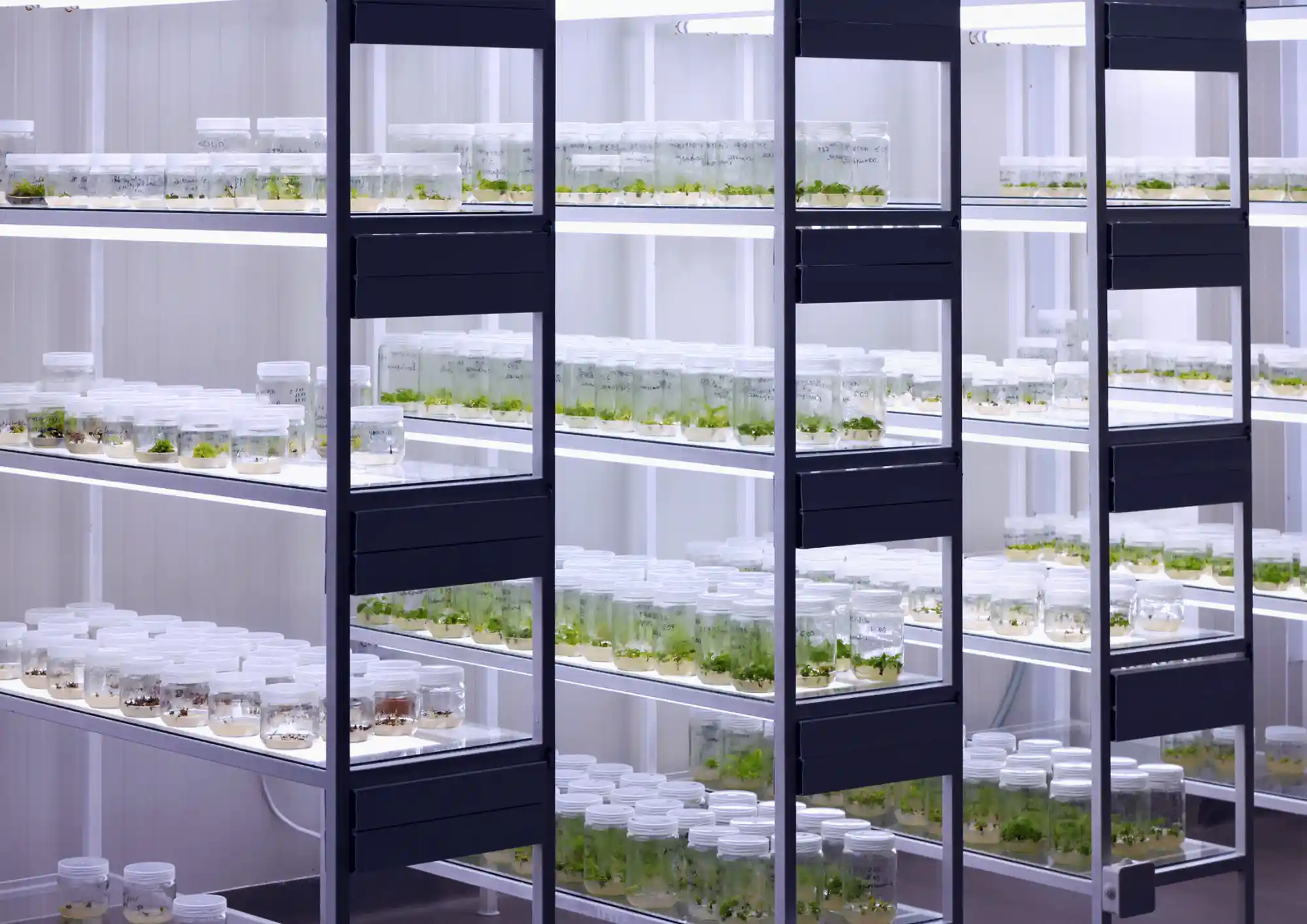 Plant Tissue Culture